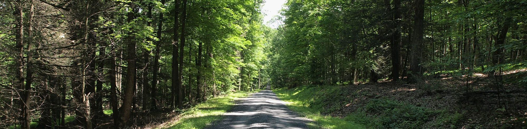 Country road in the northeast lined with trees